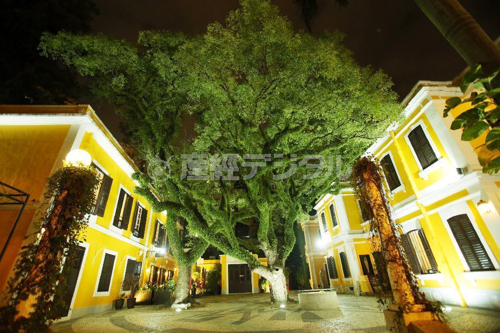 緑の蔦（つた）がダイナミックに巻き付かれた大木が印象的でした。人がいない瞬間を狙って撮りましたが、人が入っている方が木の大きさが伝わりますね＝２０１４年１１月２６日、中国・マカオ（須藤夕子さん撮影）