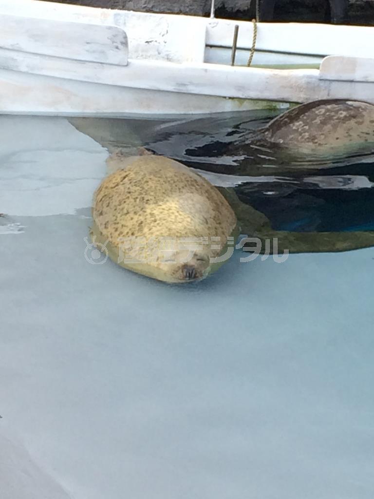 【読者写真（千葉県市川市、川名克幸さん、タイトル「マッドアングラー」）】見ているだけで、こちらも顔の筋肉がゆるんでしまうアザラシのリラックスした表情をおさえてますね。手前の水面を大きく入れてしまってますが、水槽の中だと分かるくらいの幅でいいので、もう少しカットしてもよかったでしょう（提供写真）