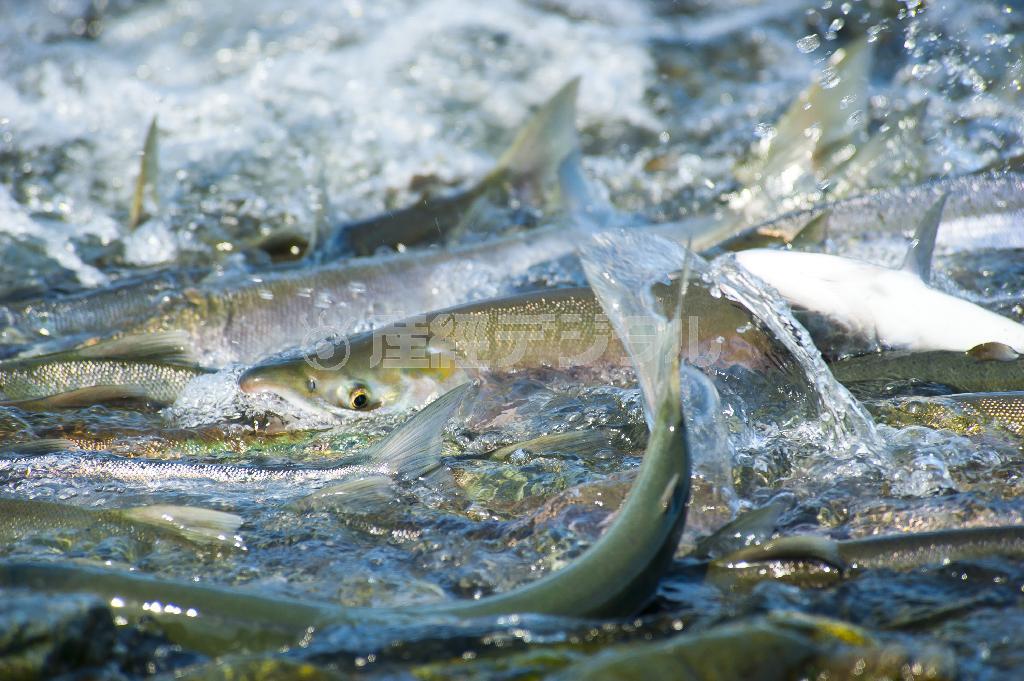 遡上する紅ザケ。満潮に乗って海から河口へ入り込む＝２０１１年７月１２日、米アラスカ州（松本紀生さん撮影）