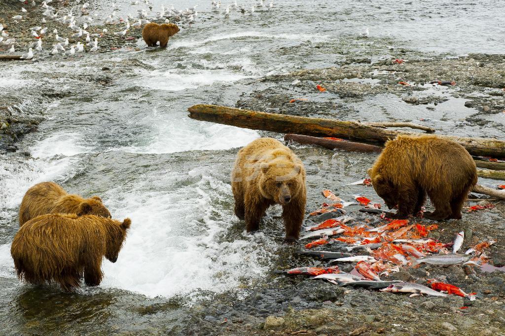 右下の赤は食べ残されたサケの赤身。若く大きなクマがこの絶好の餌場を勝ち取る＝２０１１年７月１３日、米アラスカ州（松本紀生さん撮影）
