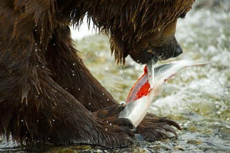 サケの皮だけを器用に剥がすヒグマ。辺りには皮を剥かれ頭をかじられた死骸が散乱する＝２０１２年７月７日、米アラスカ州（松本紀生さん撮影）