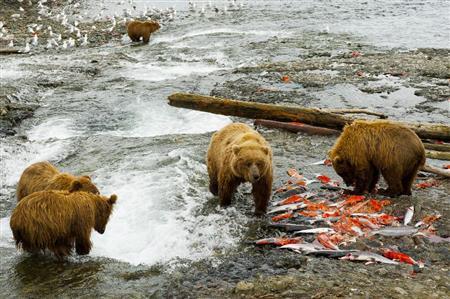 右下の赤は食べ残されたサケの赤身。若く大きなクマがこの絶好の餌場を勝ち取る＝２０１１年７月１３日、米アラスカ州（松本紀生さん撮影）