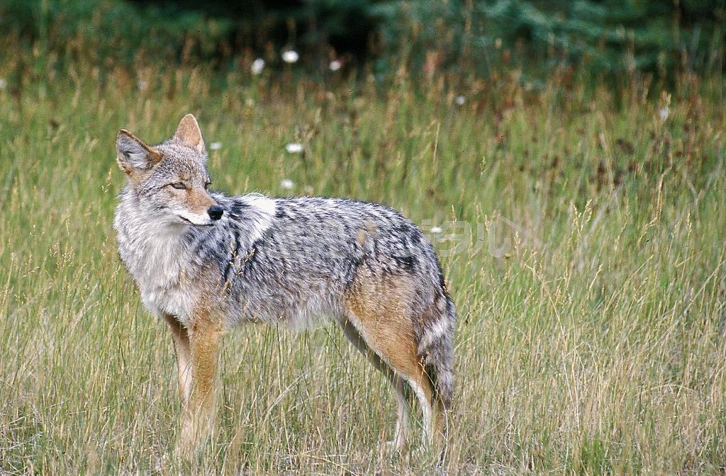 米カリフォルニア州で賞を懸ける形での狩猟が禁じられたコヨーテ＝２０１４年１２月２日（ＡＰ）