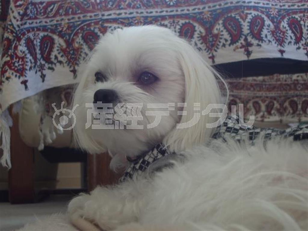 おなかを壊してパワーゲージ低下中の乾家の愛犬、まるが札幌の四季をお伝えします＝２０１４年１２月６日、北海道札幌市（乾ルカさん撮影）