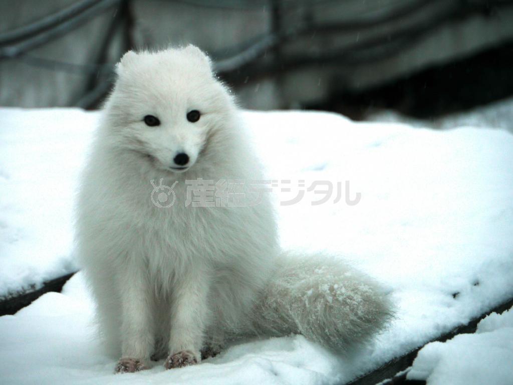 ピラミーデンの住人は、ガイドたちとホッキョクギツネ。観光客の方をじっと眺めていた＝２０１４年１０月１６日、ノルウェー・スバルバル諸島のスピッツベルゲン島（内藤泰朗撮影）