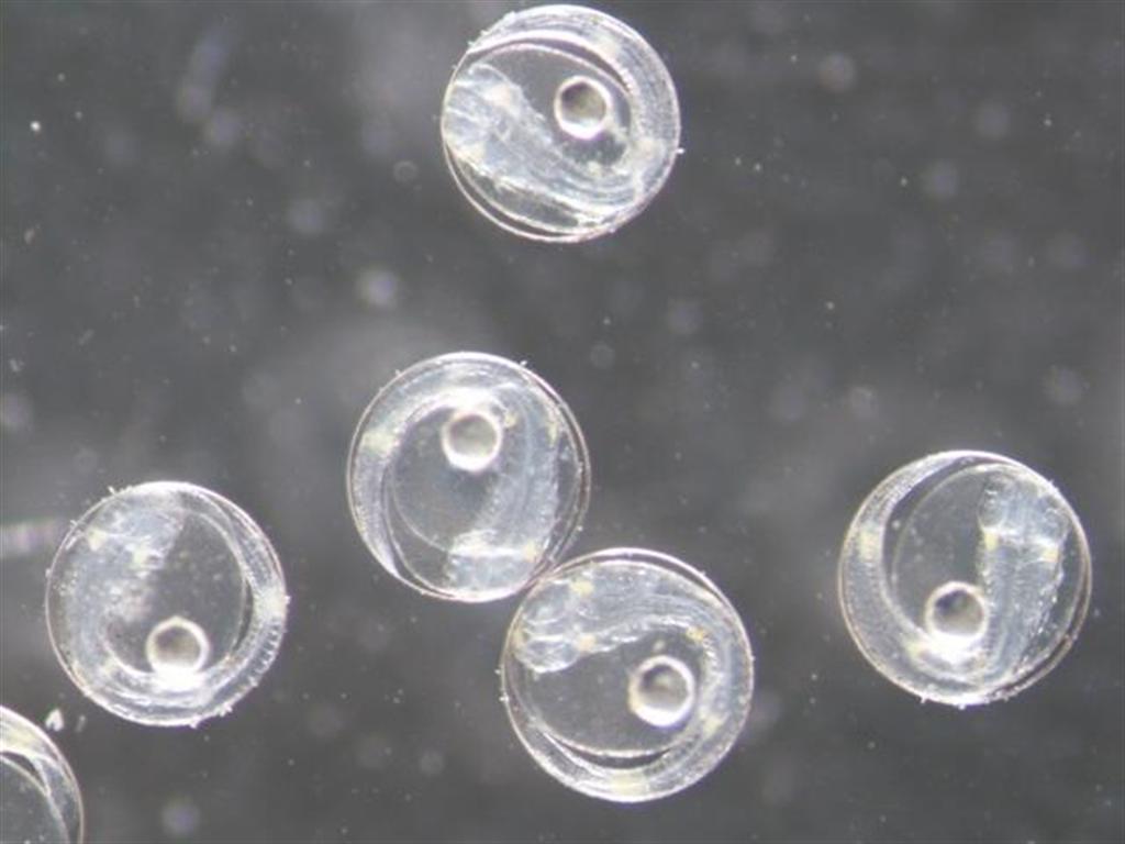 孵化直前の「スマ」の受精卵（和歌山県水産試験場提供）