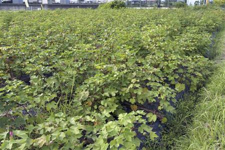 村上恭敏さんが育てるオーガニックコットン『ヤマトタカダノヒカリ』の畑。自宅の裏に広がっている＝２０１４年９月１５日、奈良県大和高田市（提供写真）