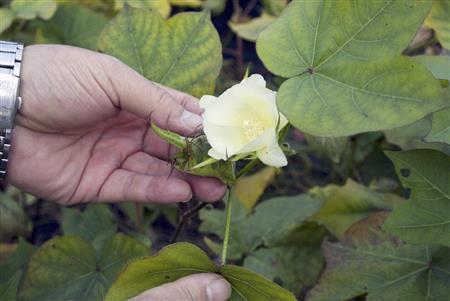 白い花を咲かせるオーガニックコットンの花＝２０１４年９月１５日、奈良県大和高田市（提供写真）