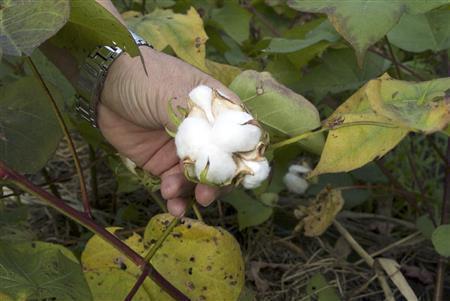 白い花を咲かせるオーガニックコットンの花が咲き終わり綿花となった状態＝２０１４年９月１５日、奈良県大和高田市（提供写真）