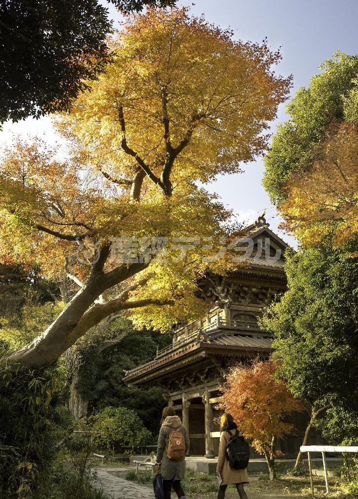 師走の紅葉。今年の鎌倉は色づきが例年より早かった＝２０１４年１２月７日、神奈川県鎌倉市扇ガ谷の英勝寺（渡辺照明撮影）