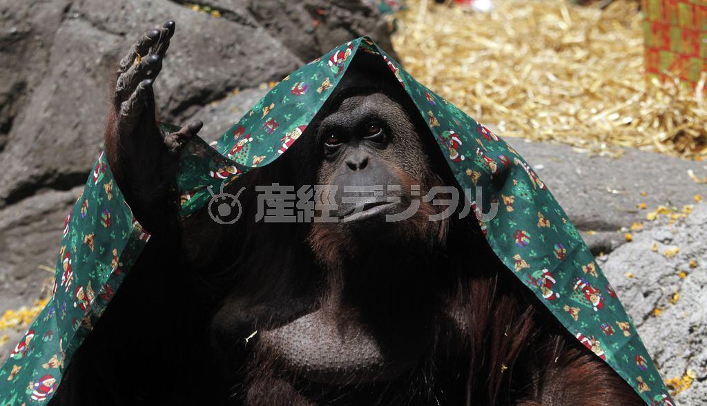 「人権」を認め、動物園からの解放を許可する判決が出されたオランウータンのサンドラ＝２０１４年１２月２１日、アルゼンチン・首都ブエノスアイレス（ロイター）