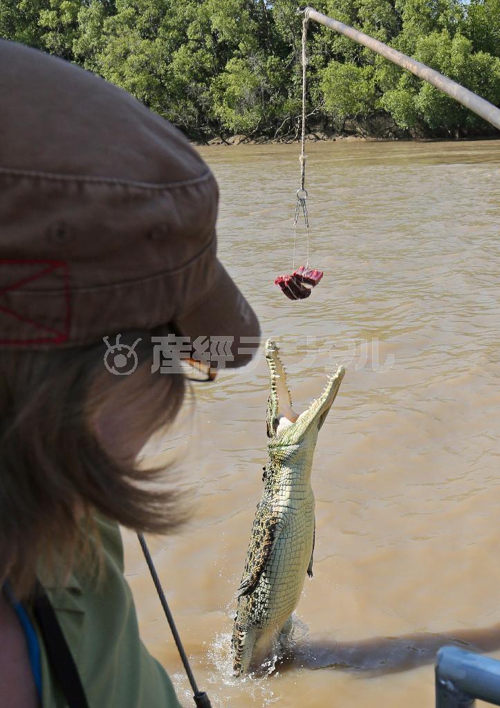 餌めがけて飛び上がるクロコダイルは迫力満点＝２０１４年１０月１７日、オーストラリア・準州ノーザンテリトリー・ダーウィン（宮崎裕士撮影）