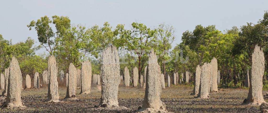道路脇には一見、墓石のように見えるアリ塚が無数に並び、異様な光景が広がっていた＝２０１４年１０月１５日、オーストラリア・準州ノーザンテリトリー・ダーウィン（宮崎裕士撮影）