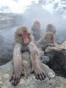 世界的な注目を集め、紹介されるニホンザル（「最後の楽園：日本」、アニマルプラネット提供）。（Ｃ）ＮＨＫ