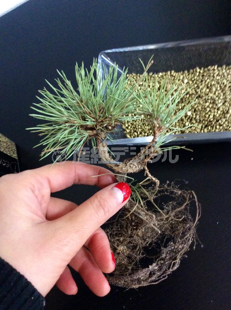 （手順２）盆栽の松を鉢から外し、土を振るい落としたものを２本、バランスよくストーンの上に置き根元をワイヤーピンで留める＝２０１４年１２月１７日（花千代さん提供）