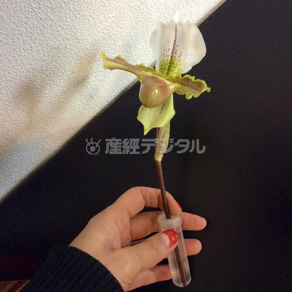 （手順３）パフィオの茎をプラスチックの試験管に挿し、２本の松の近くに寄せてストーンの中に埋め、さらにその上からストーンを足す＝２０１４年１２月１７日（花千代さん提供）