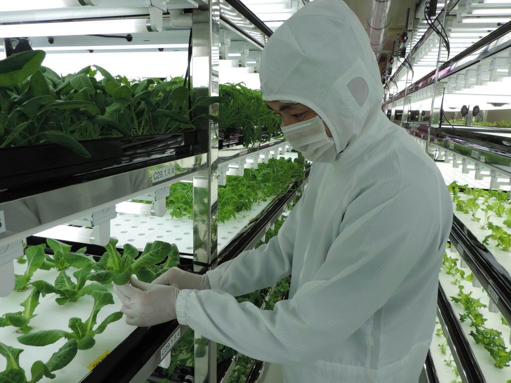 遊休施設を転用した東芝の植物工場＝神奈川県横須賀市