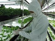 遊休施設を転用した東芝の植物工場＝神奈川県横須賀市