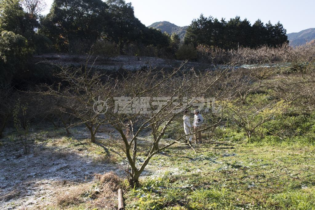 山椒（さんしょう）の木の下で語らう料理研究家、松田美智子さん（左）と、農園を営む宇城哲志さん＝２０１４年１２月１９日（長谷川みず穂さん撮影）