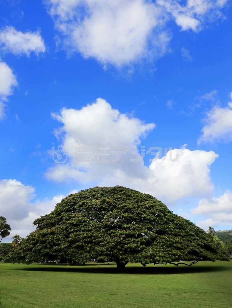 １９７５年から日立グループのテレビＣＭに登場した「気になる木」は、誰もが目にしたことがあり、メロディーを口ずさむこどのできる親しみ深い木。樹齢は約１３０年、高さ２５メートル、幅４０メートルの巨木＝２０１４年１１月１８日、米ハワイ州オアフ島の「モアナルア・ガーデンパーク」（鈴木健児撮影）