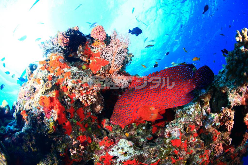 世界自然遺産のグレートバリアリーフの海中では色鮮やかなサンゴ礁と魚にも遭遇できる＝オーストラリア（越智隆治さん撮影）