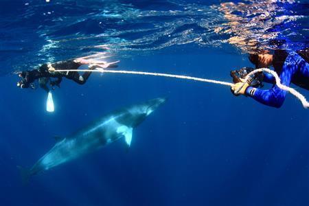 ミンククジラの中でも最も小さいドワーフミンククジラに遭遇することができるオーストラリア・グレートバリアリーフの海（越智隆治さん撮影）