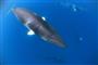 ミンククジラの中でも最も小さいドワーフミンククジラ。オーストラリア・グレートバリアリーフでは、研究者が調査研究を行いながら、観光の一環としてダイバーたちがルールにのっとってクジラと一緒に泳ぐことができる＝オーストラリア（越智隆治さん撮影）