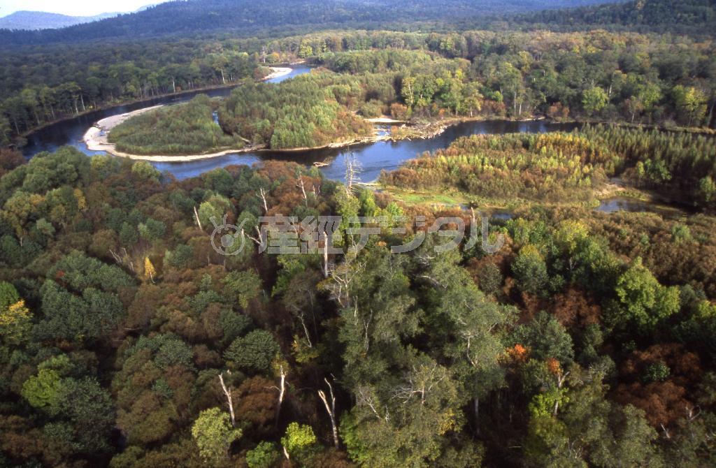 多彩な生命を育むタイガ。ビキン川は立ち止まることなく流れ続ける＝ロシア・クラスヌィ・ヤール村（伊藤健次さん撮影）