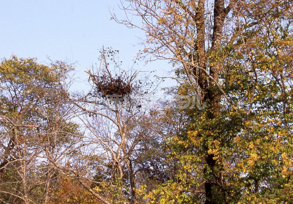 樹上に残されたクマ棚＝ロシア・クラスヌィ・ヤール村（伊藤健次さん撮影）