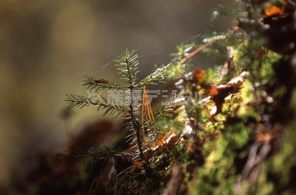 苔むした倒木に芽生えたエゾマツの幼木＝ロシア・クラスヌィ・ヤール村（伊藤健次さん撮影）