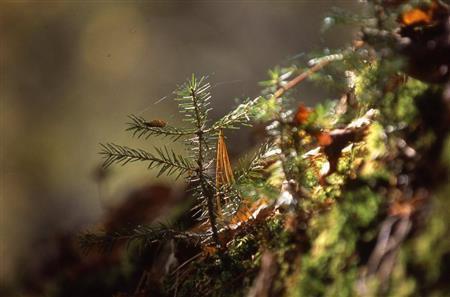 苔むした倒木に芽生えたエゾマツの幼木＝ロシア・クラスヌィ・ヤール村（伊藤健次さん撮影）