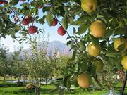 岩木山を背景に広がる美しいリンゴ畑＝青森県弘前市（提供写真）