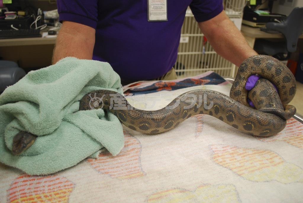 体長５．５フィート（約１．７メートル）の大型ヘビ「ボアコントリクター」＝２０１５年１月８日、米カリフォルニア州サンディエゴ（ロイター）