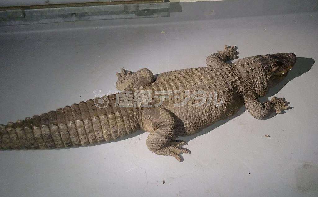 体長２．４メートルのアメリカワニ＝２０１５年１月１６日、米カリフォルニア州ロサンゼルス（ロイター）