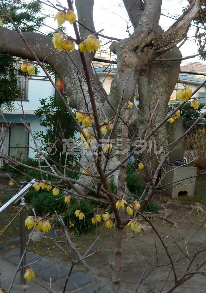 和田塚の小さな石垣の上に咲くロウバイ＝２０１５年１月１１日、神奈川県鎌倉市