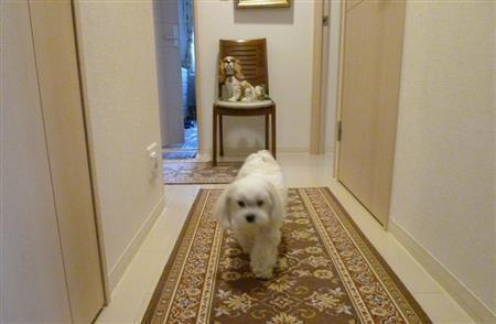 こちらへと突進中の乾家の愛犬・まるが札幌の四季の風景をお伝えします＝北海道札幌市（乾ルカさん撮影）