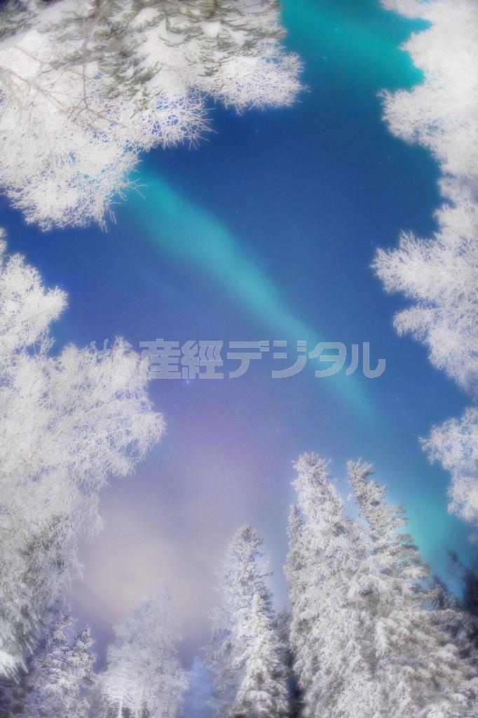 １２月中旬、樹氷とオーロラを撮影するチャンスがあった。タイミングが合わないとこのコラボレーションは非常に難しく、空きの湖面に映るオーロラよりはるかに難度が高い＝２０１０年１２月、カナダ・イエローナイフのイングラハムトレイル沿い（田中雅美さん撮影）