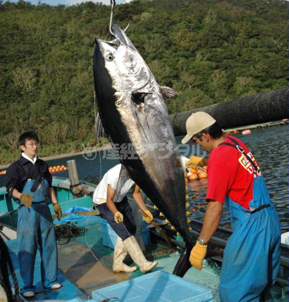 釣り上げられた完全養殖クロマグロ＝２０１３年４月、近畿大学水産研究所（松岡達郎撮影）
