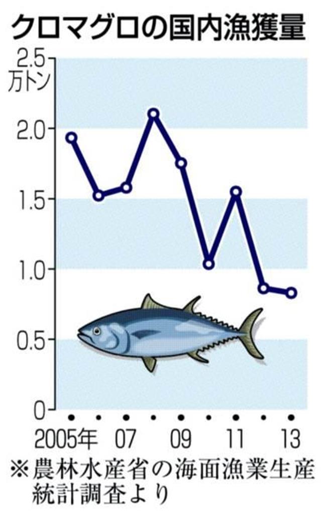 クロマグロの国内漁獲量＜２００５年～２０１３年＞。※農林水産省の海面漁業生産統計調査より