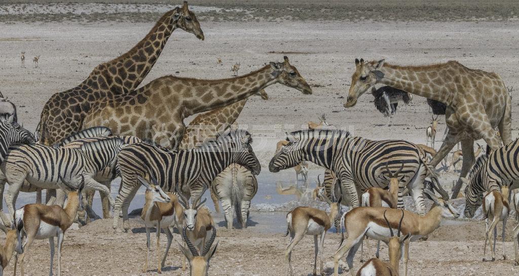ナミビアのエトシャ国立公園（提供写真）。（Ｃ）Ａｒｔ＿Ｗｏｌｆｅ／ｗｗｗ．ａｒｔｗｏｌｆｅ．ｃｏｍ