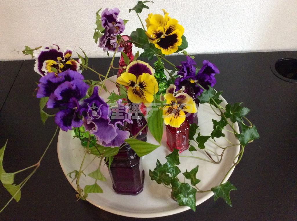 パンジーのダンス＿色ボトルに生けて（Ｆｉｎｉｓｈ！）＝２０１５年１月１４日（花千代さん提供）