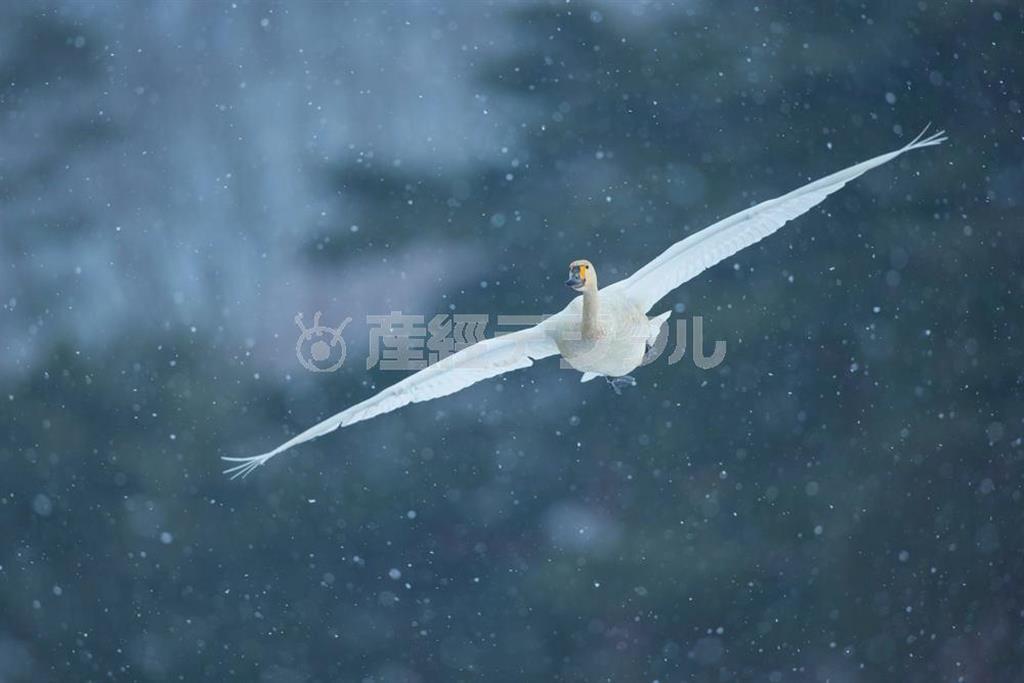 【読者写真（茨城県水戸市五平町、小曽納久男さん）】小雪が舞う空に白鳥の飛び立つ美しい姿を見事に捉えてます。雪を写すのはとても難しいですが、暗めの背景を選び、しっかりと雪が写って、さらに玉ボケとなり、構図も完璧で言うことなしですね！＿またの投稿をお待ちしています！（提供写真）