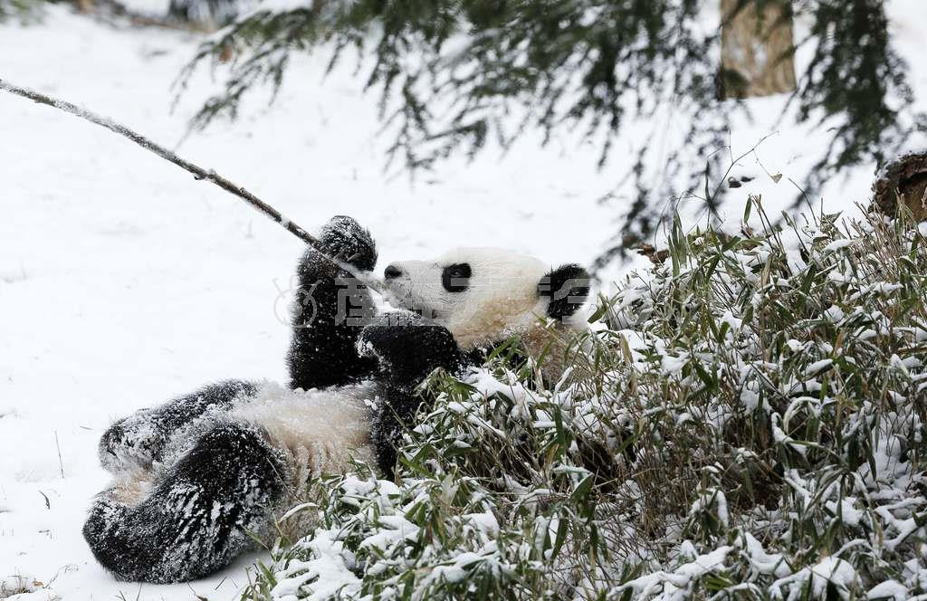 雪の中竹をかじって元気に遊ぶ子供パンダのバオバオ＝２０１５年１月２７日、米国・首都ワシントンのスミソニアン国立動物園（ロイター）