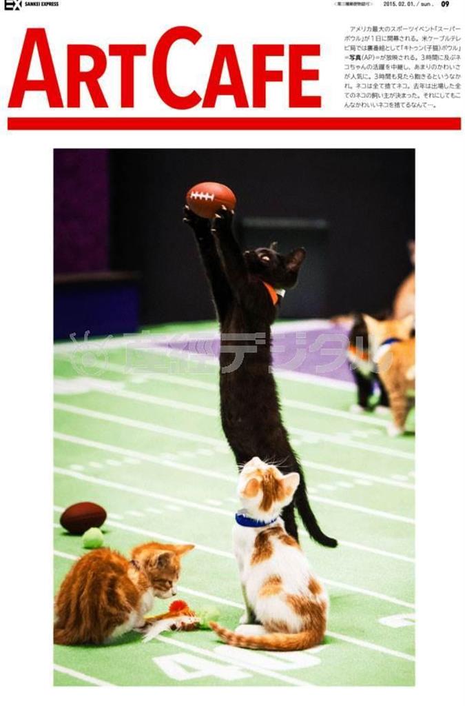 米ケーブルテレビ局では裏番組として「キトゥン（子猫）ボウル」が放映される＝２０１５年２月１日、米国（ＡＰ）