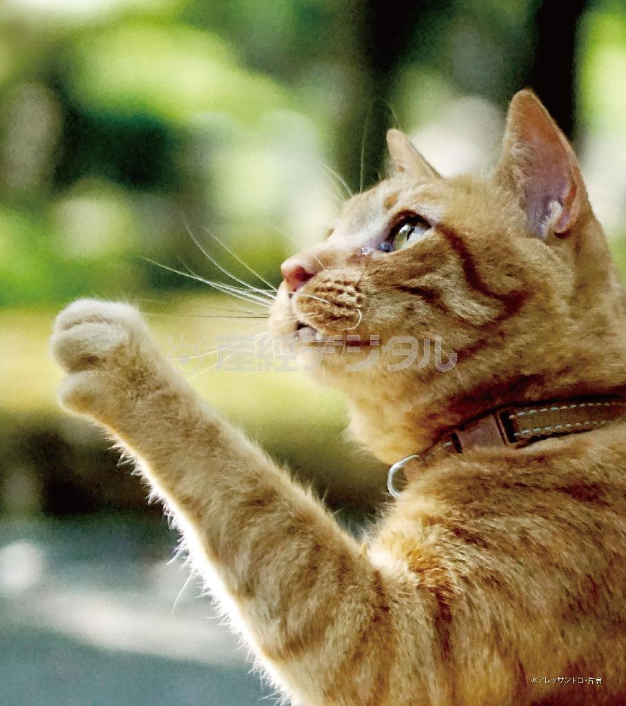 ２月２２日は「猫の日」（アニマルプラネット提供）。（Ｃ）アレッサンドロ・片倉