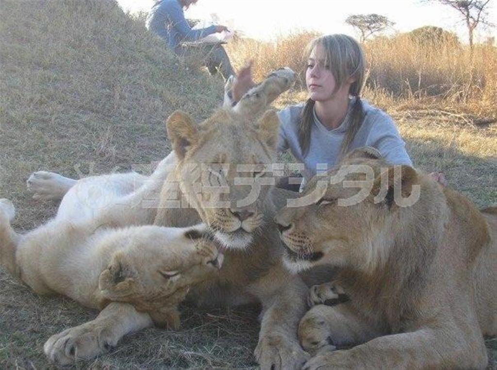 ライオンは人にもなつくが、自然界で生きる方が似合う（アニマルプラネット提供）。（Ｃ）２０１５＿Ｄｉｓｃｏｖｅｒｙ＿Ｃｏｍｍｕｎｉｃａｔｉｏｎｓ，ＬＬＣ