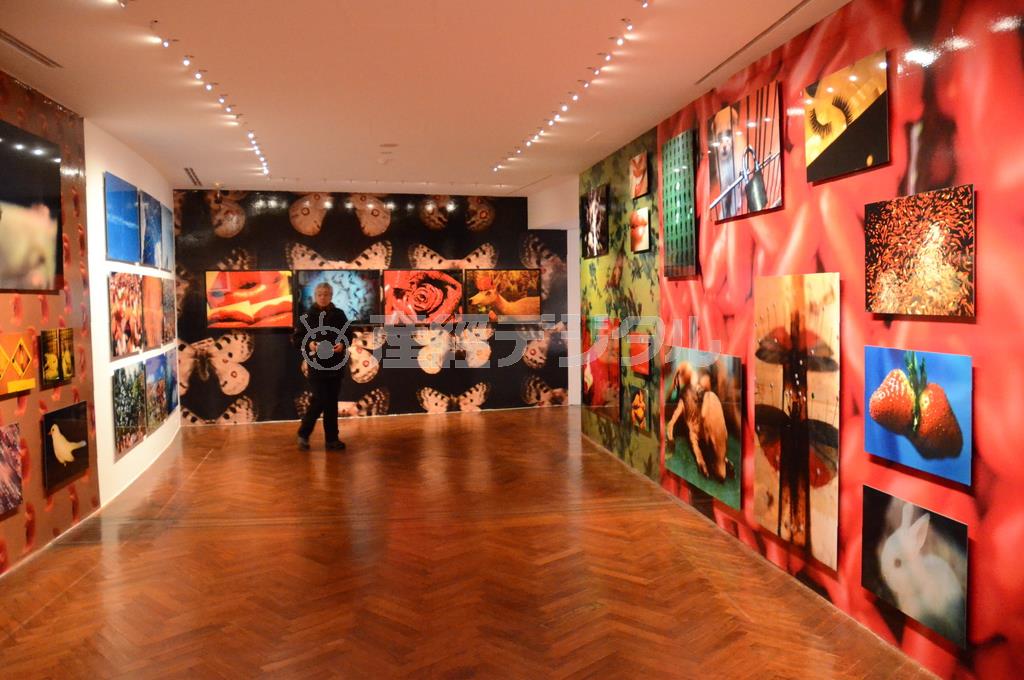 蜷川実花「ｎｏｉｒ」の展示風景＝２０１５年１月２２日、東京都品川区（原圭介撮影）