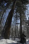 チョウセンゴヨウの大木をすり抜けて森の奥へ向かう＝２０１３年３月１５日、ロシア・クラスヌィ・ヤール村（伊藤健次さん撮影）