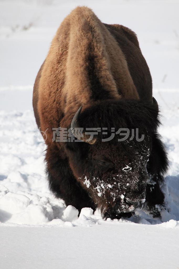 頭で雪を掻き分け草を探すバイソン＝２０１５年１月１３日、米ワイオミング州のグランドティトン国立公園（佐藤良一さん撮影）