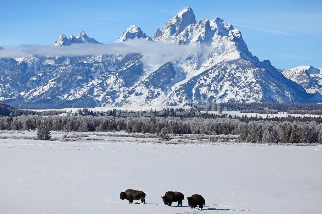 フランス語で大きな胸を意味する最高峰グランドティトンとバイソン。太古から続くこの地らしい冬景色＝２０１５年１月１４日、米ワイオミング州のグランドティトン国立公園（佐藤良一さん撮影）